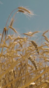 field crops, background ripening wheat field ears, golden wheat ears close up, golden wheat field sunny day, field with harvest, selective focus, wheat ears field wheat summer day, farming concept