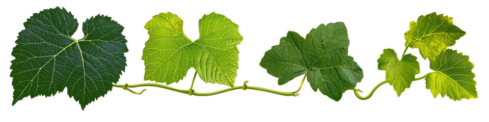 Fototapeta premium Ivy leaves on a vine, detailed green foliage arranged artistically., transparent background