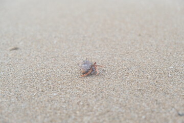 hermit crab running on the sand