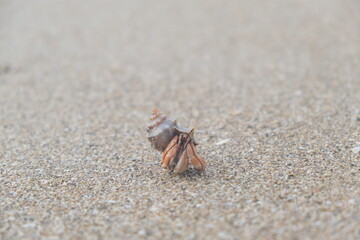 hermit crab running on the sand