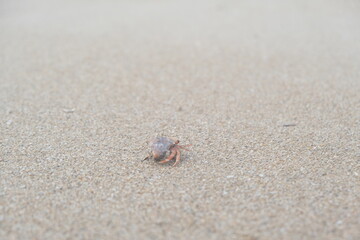hermit crab running on the sand