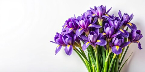 Silhouette of a bouquet of purple irises on a white background © Latsamee
