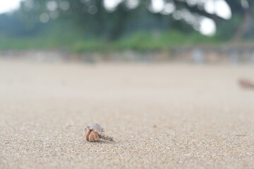 hermit crab running on the sand