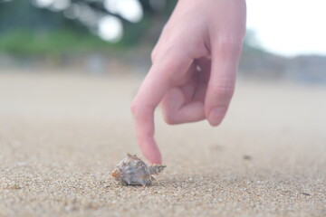 hermit crab running on the sand