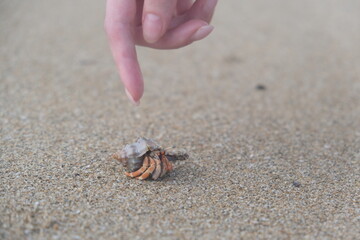 hand of God for crab