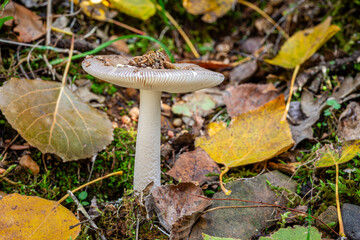 Amanita vaginata. Grisette among the fallen leaves of a poplar tree in autumn.