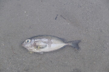 dead fish in the shallows