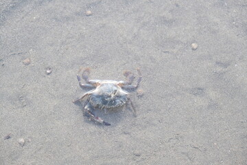 dead crab in the shallows