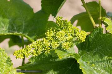 Detail grapes of the vine in the time flowers
