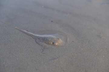 stingray resting in the sand