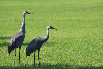 grey crowned crane in the grass