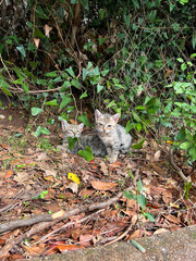 Small cute stray kittens in the forest