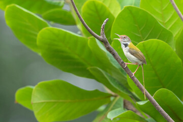 Common tailorbird on branch, Orthotomus sutorius, Pune, Maharashtra, India