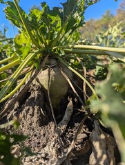 Autumn fieldscape. The ripe roots of the sugar beet rose beautifully above the ground, formed the right sugar root