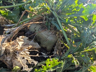Autumn fieldscape. The ripe roots of the sugar beet rose beautifully above the ground, formed the right sugar root