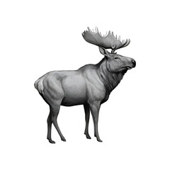 Fototapeta premium Animal vector design