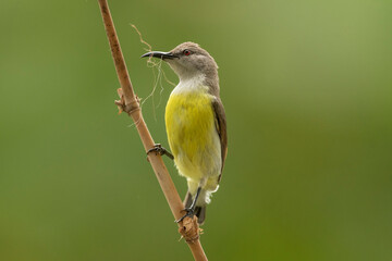 Purple Rumped Sunbird, Leptocoma zeylonica, Female, Pune, Maharashtra, India