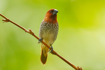 Scaly breasted munia, Lonchura punctulata,  Pune, Maharashtra, India