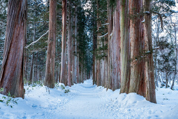 冬の戸隠神社奥社杉並木(社叢)　長野県長野市戸隠