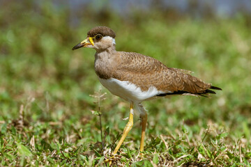Yellow Wattled Lapwing, Vanellus malabaricus. Endemic to the Indian Subcontinent, Juvenile, Bhigwan, Maharashtra, India