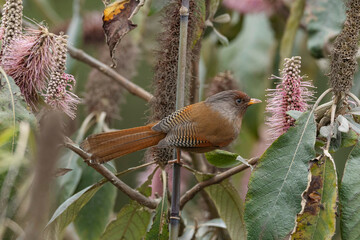Rusty-fronted barwing, Actinodura egertoni, Eastern Himalayan Birds, Lava, India