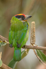 Golden-throated barbet, Psilopogon franklinii, Ryshop, West Bengal, India