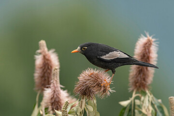 Naklejka premium Grey-winged blackbird, Turdus boulboul, Male, Ryshop, West Bengal, India