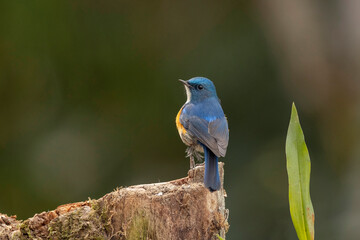 Himalayan bluetail, Tarsiger rufilatus, Ryshop, West Bengal, India