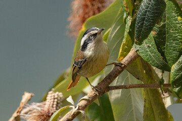 Fototapeta premium Red-tailed minla, Minla ignotincta, Ryshop, West Bengal, India