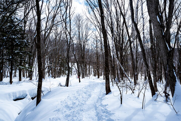 戸隠神社奥社から鏡池へ続く道　長野県長野市戸隠
