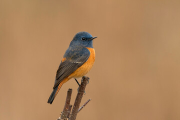 Blue fronted redstart, Phoenicurus frontalis, Male, Ryshop, West Bengal, India