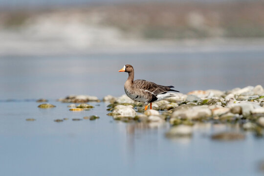 The greater white-fronted goose, Anser albifrons, Gajoldoba or Gojaldoba, West Bengal, India