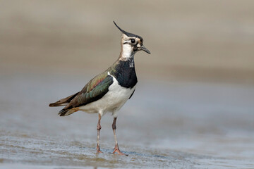 Northern Lapwing, Vanellus vanellus, Gajoldoba or Gojaldoba, West Bengal, India