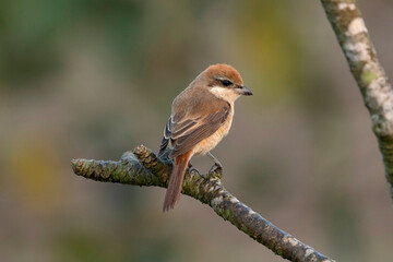 Fototapeta premium Brown shrike, Lanius cristatus, Gajoldoba or Gojaldoba, West Bengal, India