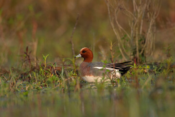 Eurasian wigeon, Mareca penelope, Gajoldoba or Gojaldoba, West Bengal, India