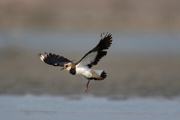 Northern Lapwing, Vanellus vanellus, Gajoldoba or Gojaldoba, West Bengal, India