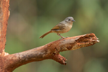 Brown-cheeked fulvetta, Alcippe poioicephala, Western Ghats, India
