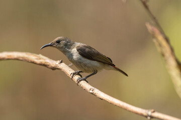 Obraz premium Crimson backed sunbird, Leptocoma minima, female, Western Ghats, India
