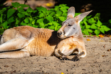A relaxed kangaroo lounging on sandy ground surrounded by green vegetation in a warm natural setting