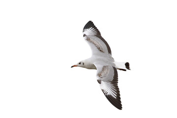 Beautiful seagull flying isolated on transparent background png file