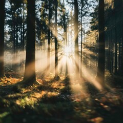 Obraz premium Blurred forest background with sunbeams