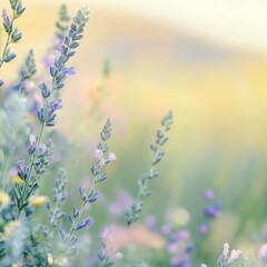 Fototapeta premium Blurred meadow background with wildflowers