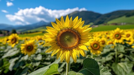 Vibrant Sunflower Field with Mountain Landscape and Blue Sky