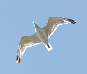 A white bird is flying in the sky