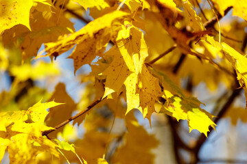 Yellow leaves on a maple tree in autumn