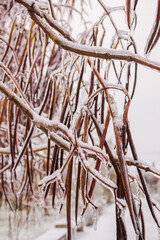 Frozen branches of a tree in winter. Close-up. 