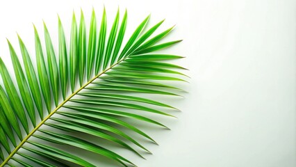 Obraz premium Green leaves pattern with isolated palm tree leaf, tropical, foliage, nature, background, design, botanical, texture, vibrant