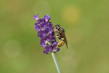 Common wasp (Vespula vulgaris) of the family Vespidae). On flowers of lavender (Lavandula), family Lamiaceae. Dutch garden, summer, June