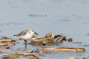 Sanderling (Calidris alba) on the beach on Juist, East Frisian Islands, Germany, in spring.