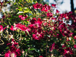 Red roses in the garden